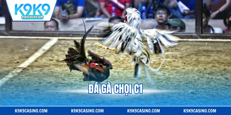 Đá Gà Chọi C1 - Sân Chơi Quy Tụ Những Chiến Kê Hàng Đầu