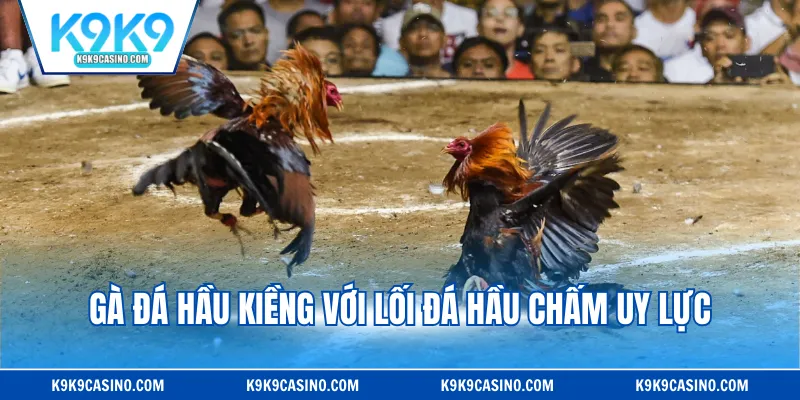 Gà đá hầu kiềng với lối đá hầu chấm uy lực