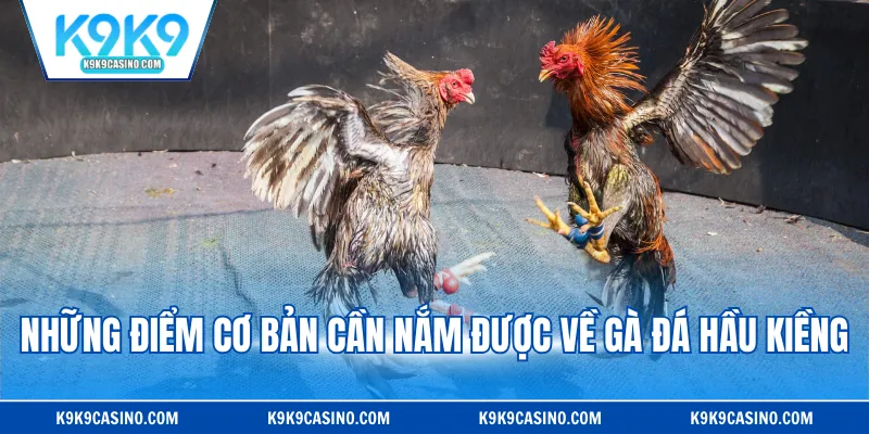 Những điểm cơ bản cần nắm được về gà đá hầu kiềng